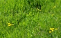Трава весной